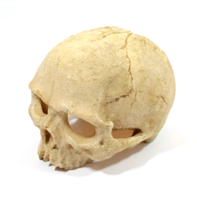 Kryjówka czaszka LUDZKA człowieka jaskinia NOVA 14cm